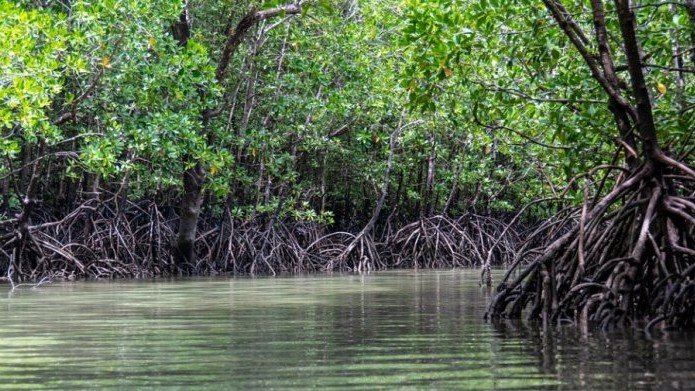 This Image About Of Mangroves Under Threat Again Navi Mumbai.