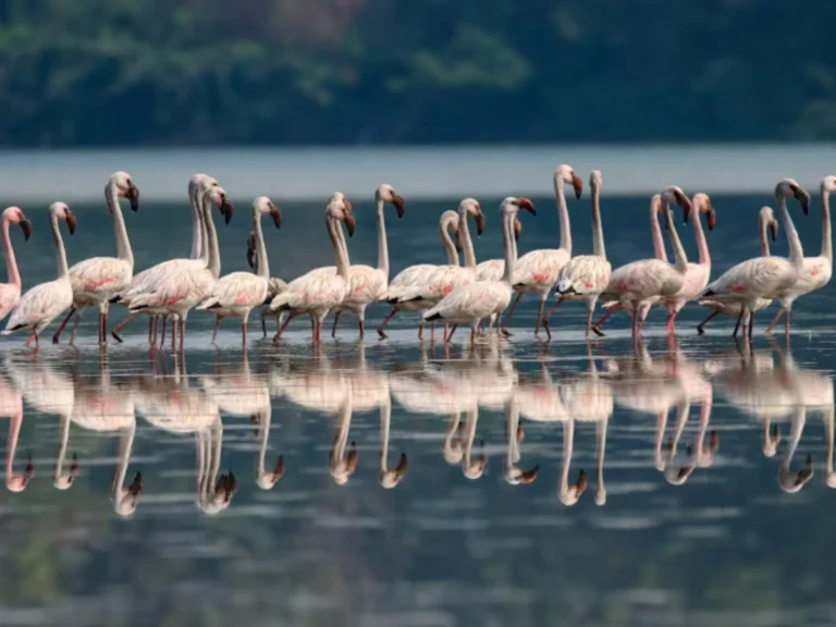 Seawoods Flamingo Point is visible in this image.