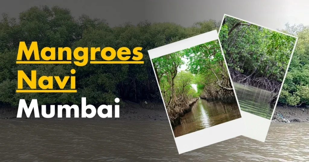 Mangroves Navi Mumbai Image is Visible