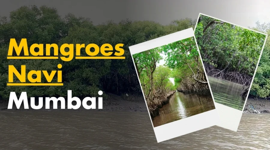 Mangroves in Navi Mumbai: Importance, Threats & Conservation
