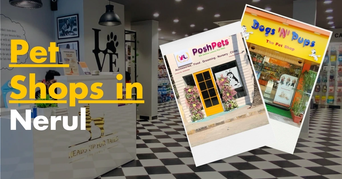 Best 5 Pet Shops in Nerul