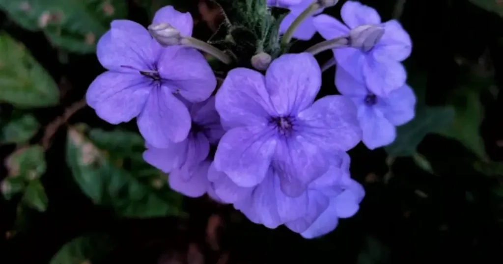 Agro Vegetable Farm, Plant Nursery & Butterfly Garden NGO is visible in this image