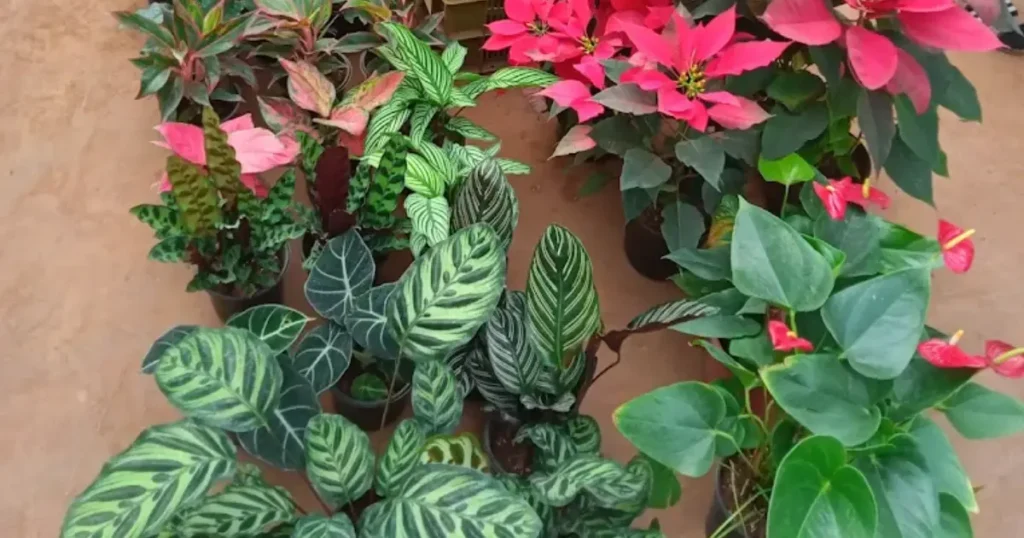 Gupta Plant Nursery is visible in this image.