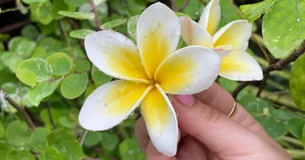 Himalayan Exotica Plant Nursery is visible in this image.