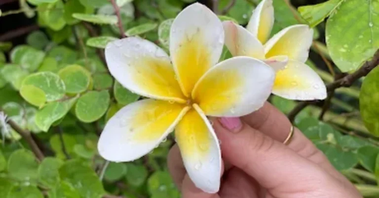 Himalayan Exotica Plant Nursery is visible in this image.