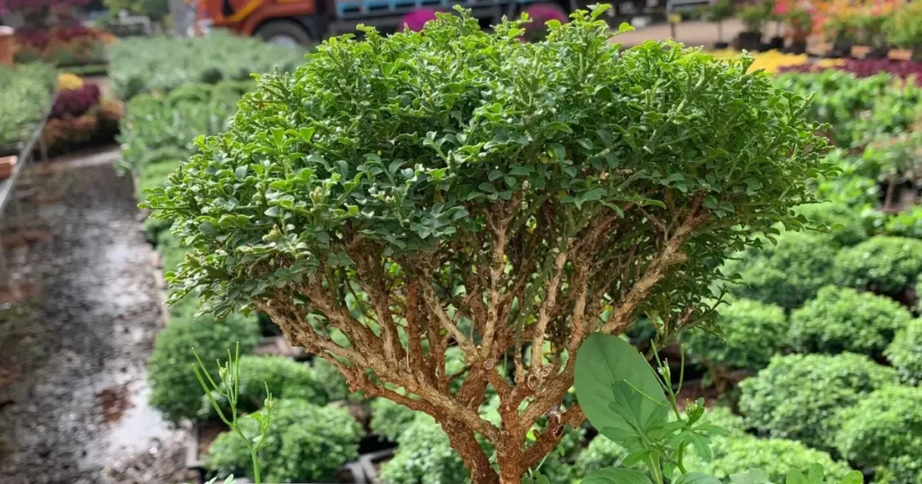 Himalayan Exotica Plant Nursery is visible in this image.