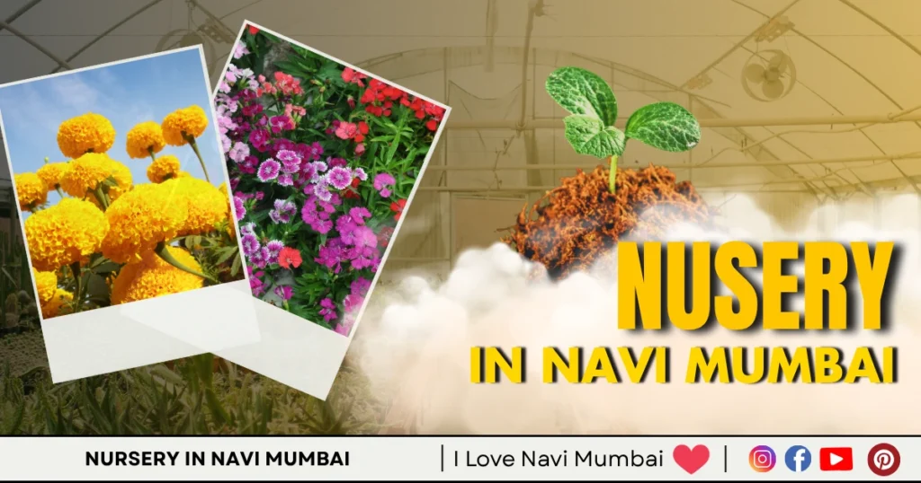Nursery In Navi Mumbai is visible in this image
