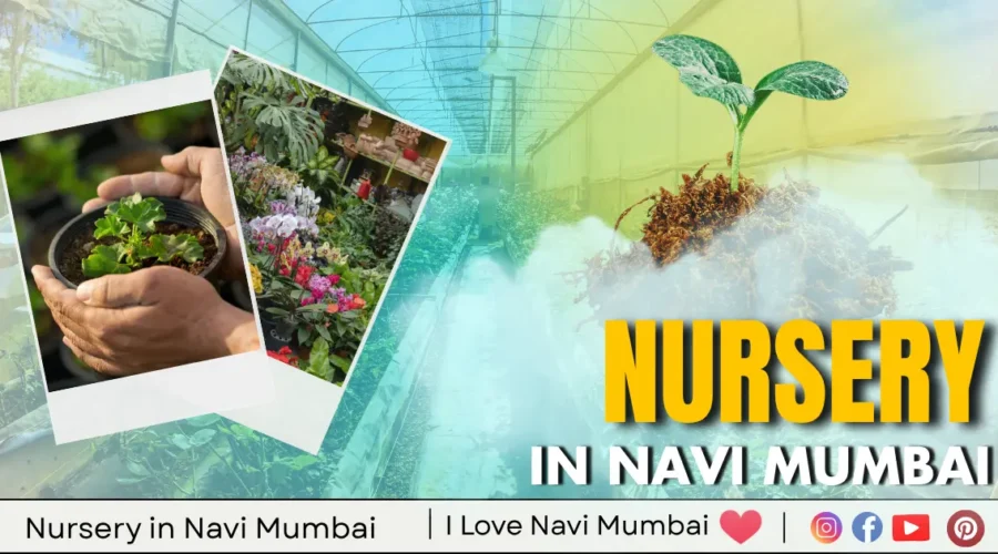 Best 10 Nursery in Navi Mumbai