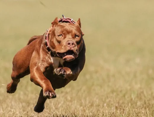 In this image we can see a aggressive pitbull running is visible in this image.