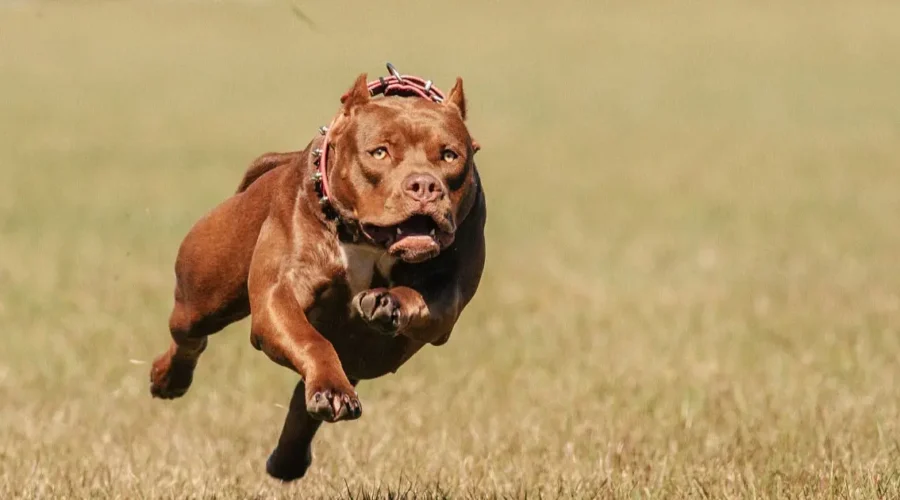 After Pitbull Attack in Vashi, NMMC Imposes Strict Rules for Dog Owners in Navi Mumbai