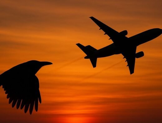 NMIA says it will keep planes and birds safe, what the new plan does, in simple words
