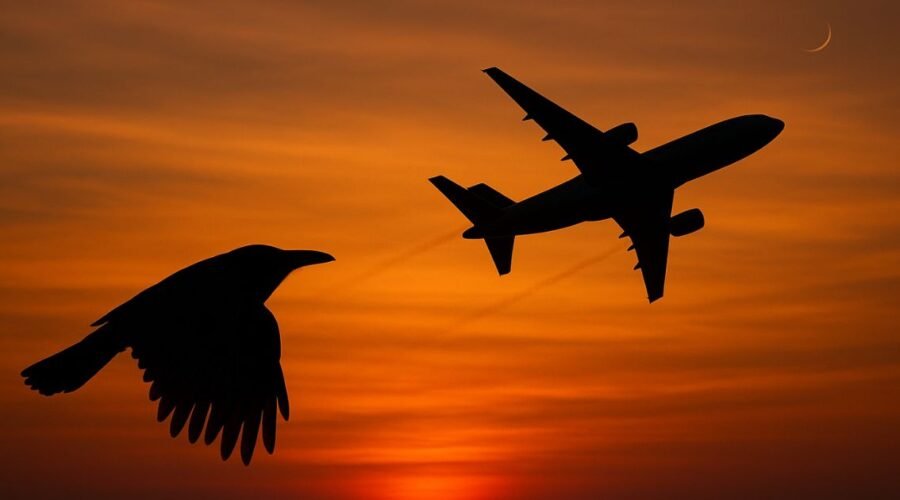 NMIA says it will keep planes and birds safe, what the new plan does, in simple words