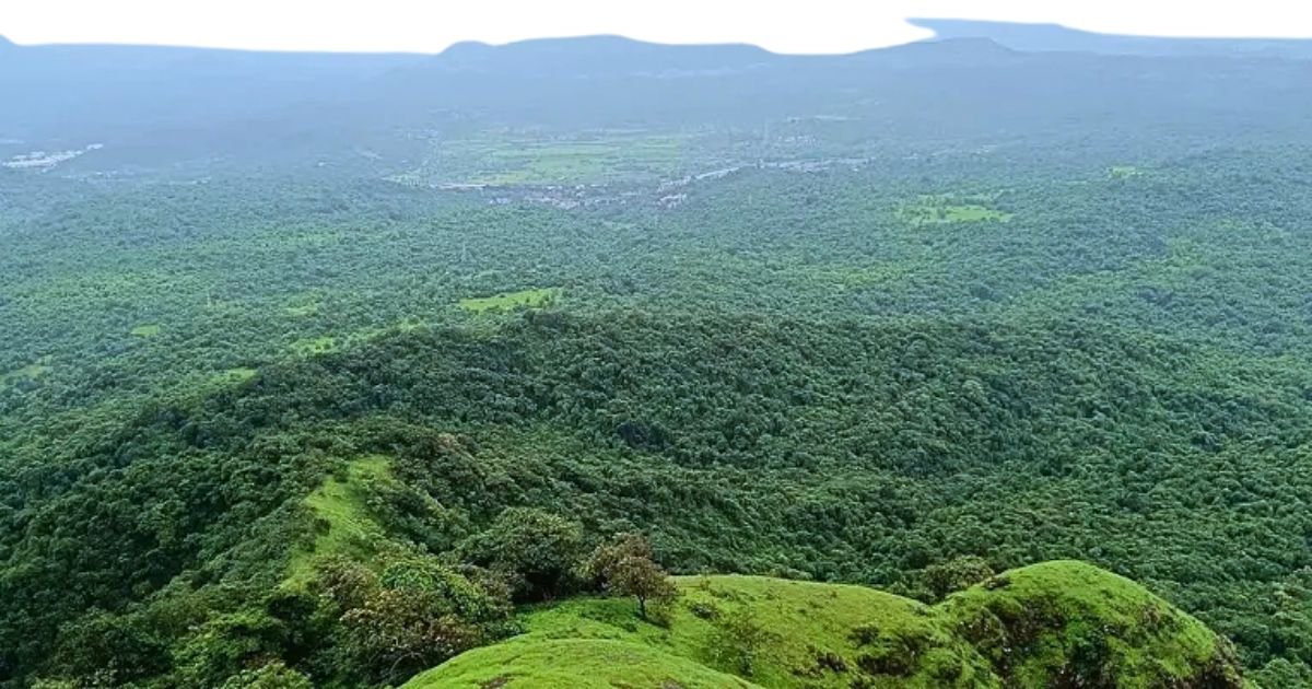 forest view is seen here