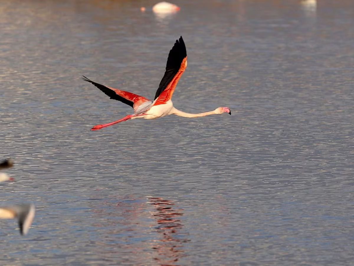 is visibl inthis image