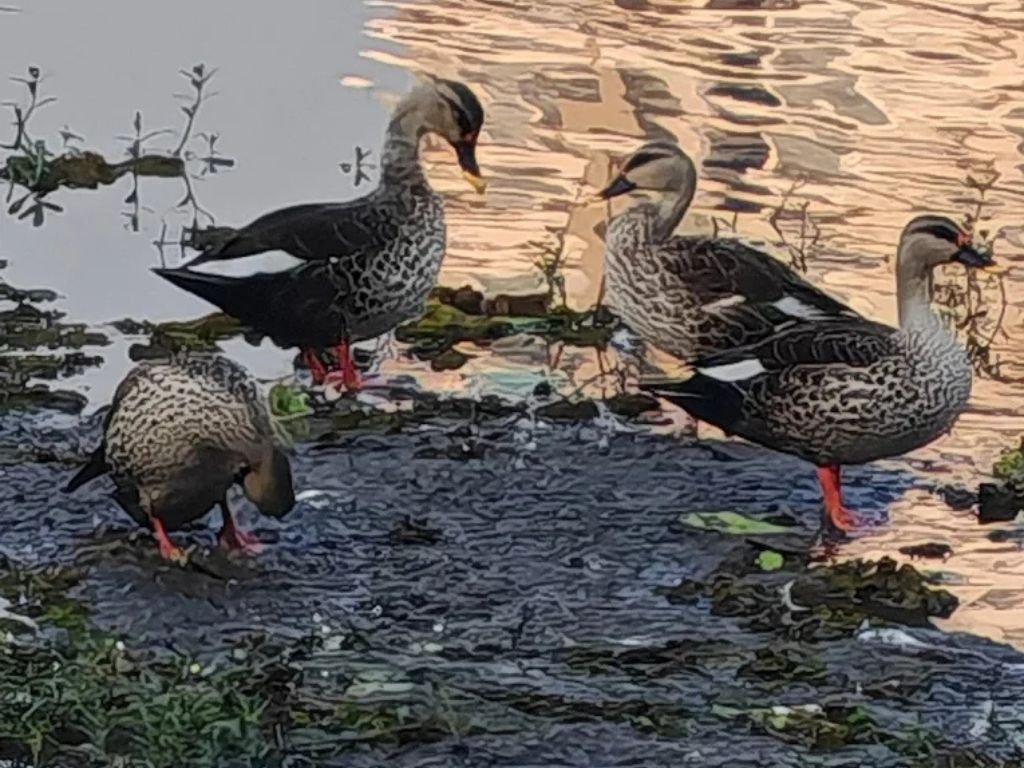 is visible in this image